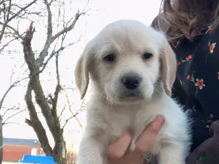 Labradoodle dogs Yeller - Ad 5