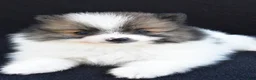 Pomeranian dogs for sale: Ollie - Ad 7