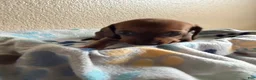 Dachshund dogs for sale: Sophie  - Ad 7