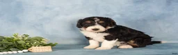 Bernedoodle dogs for sale: Bernedoodle Puppy 1 - Ad 3
