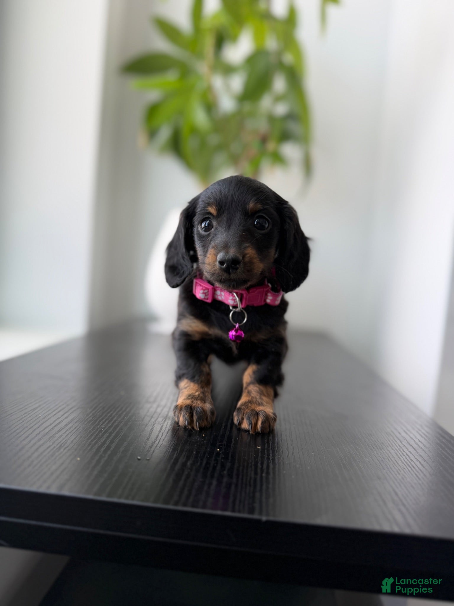 Miniature Dachshund dogs for sale: Daphnie - Ad 4