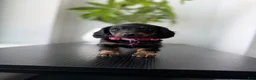 Miniature Dachshund dogs for sale: Daphnie - Ad 1