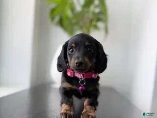 Miniature Dachshund dogs for sale: Daphnie - Ad 4