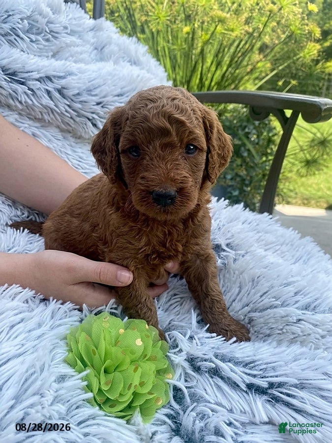 Miniature Labradoodle dogs Miles - Ad 1