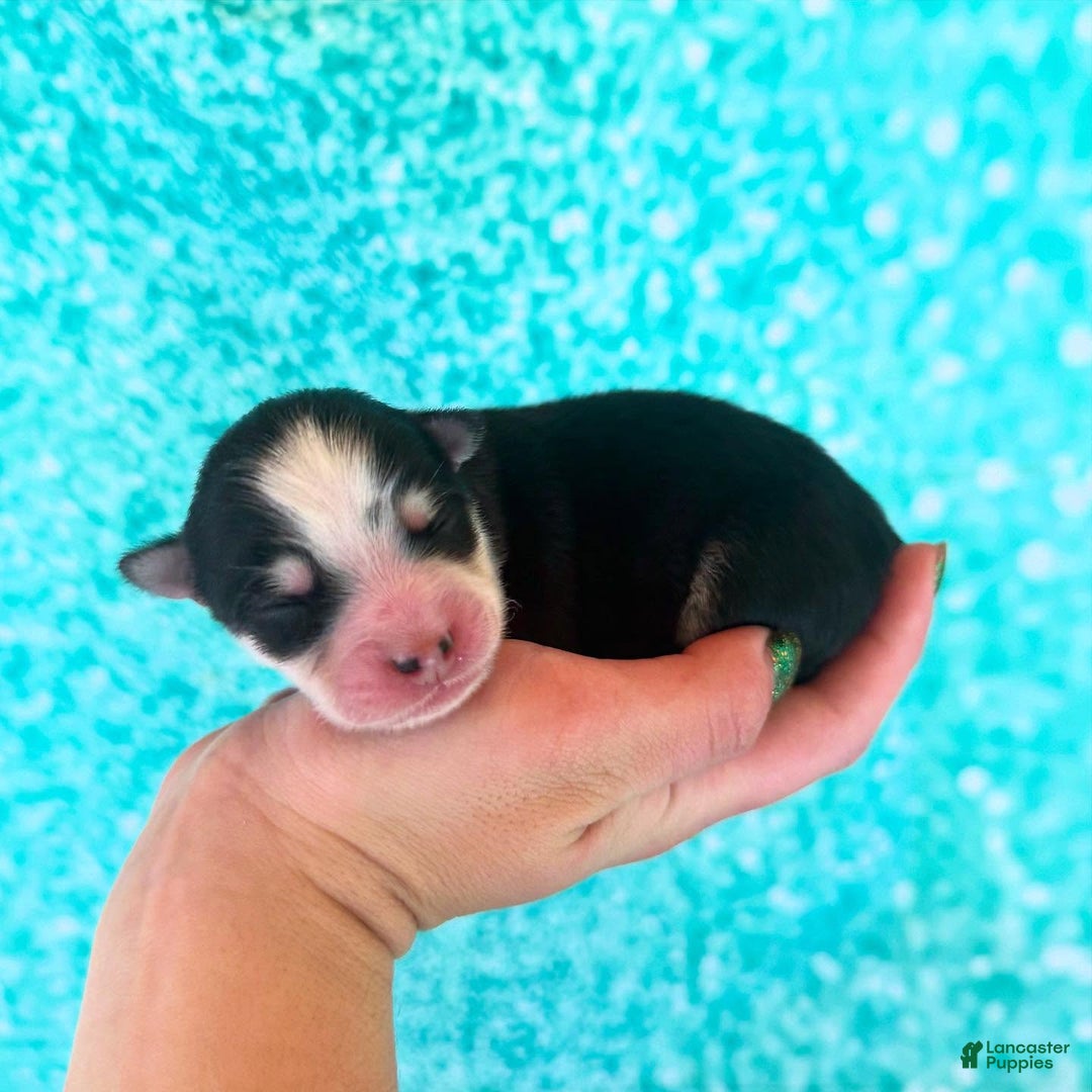 Pomsky dogs for sale: Zephyr - Ad 10