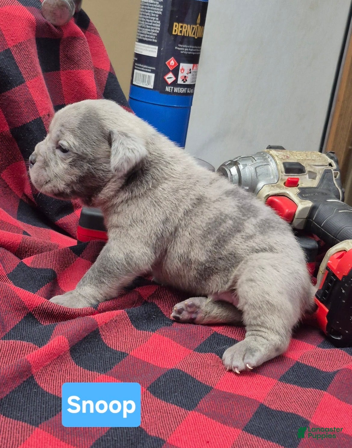 Olde English Bulldogge dogs Snoop Olde English Bulldogge - Ad 5