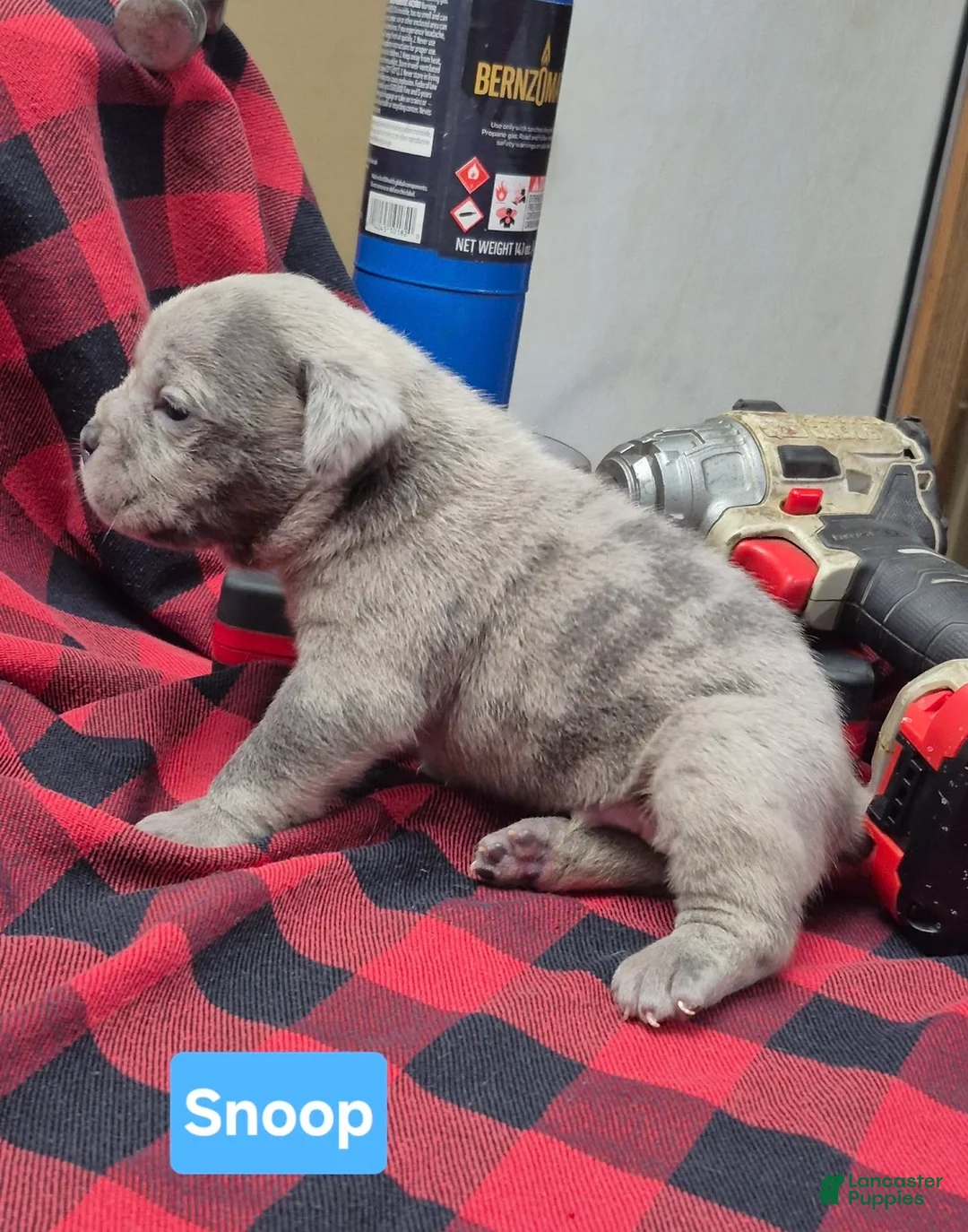 Olde English Bulldogge dogs for sale: Snoop Olde English Bulldogge - Ad 1