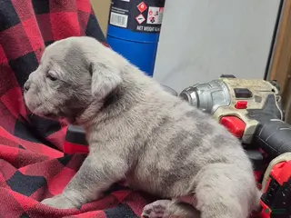 Olde English Bulldogge dogs Snoop Olde English Bulldogge - Ad 5