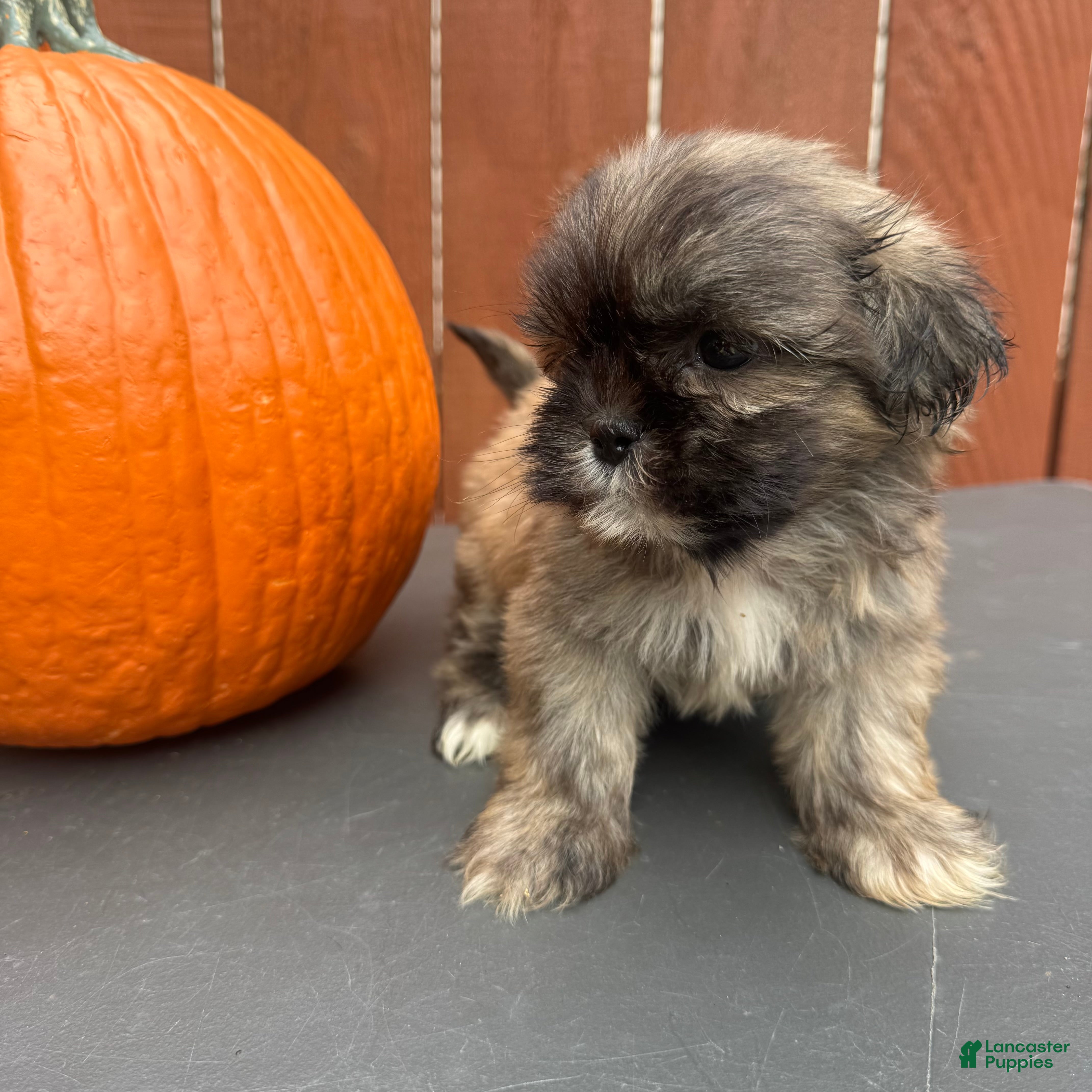 Shih Tzu dogs Waffle - Ad 2