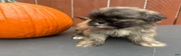 Shih Tzu dogs for sale: Waffle - Ad 2