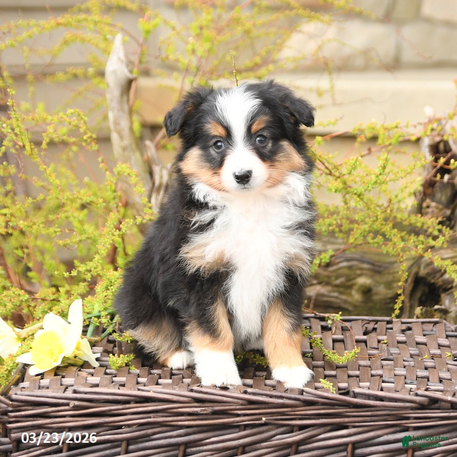 Miniature Australian Shepherd dogs Shad  - Ad 1