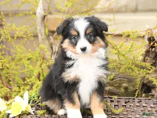 Miniature Australian Shepherd dogs for sale: Shad - Ad 4