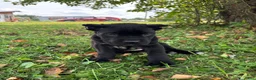 Cane Corso dogs for sale: Bear - Ad 6