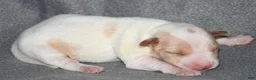 Rat Terrier dogs for sale: Malone - Ad 5