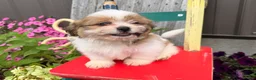 Shih Tzu dogs for sale: Quigley Shih Tzu  - Ad 4