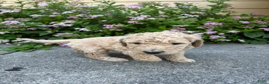 Purple- Goldendoodle Puppy 5