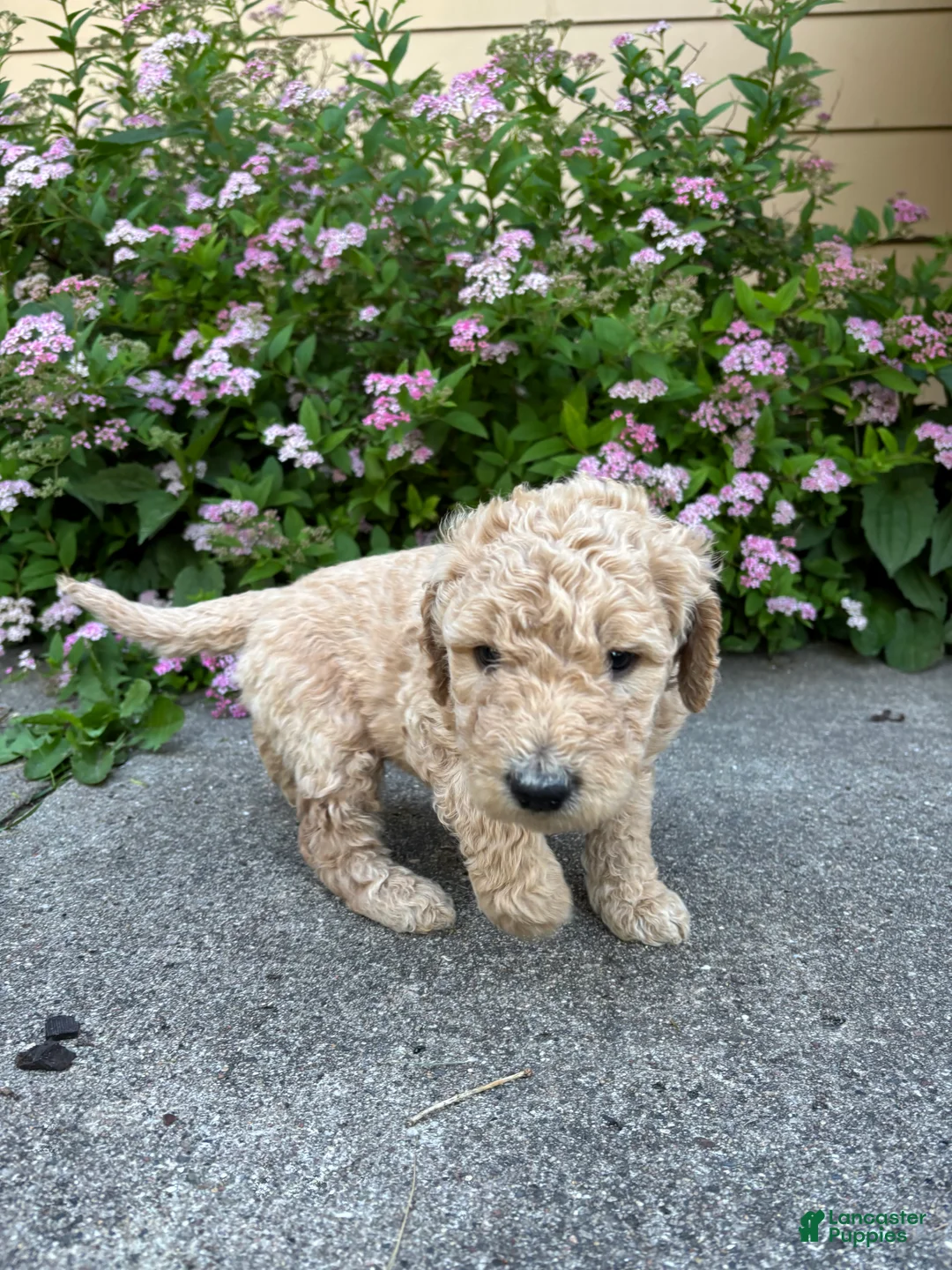 Goldendoodle dogs for sale: Purple- Goldendoodle Puppy 5 - Ad 1