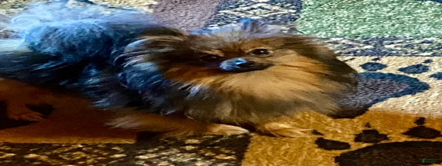 Red sable