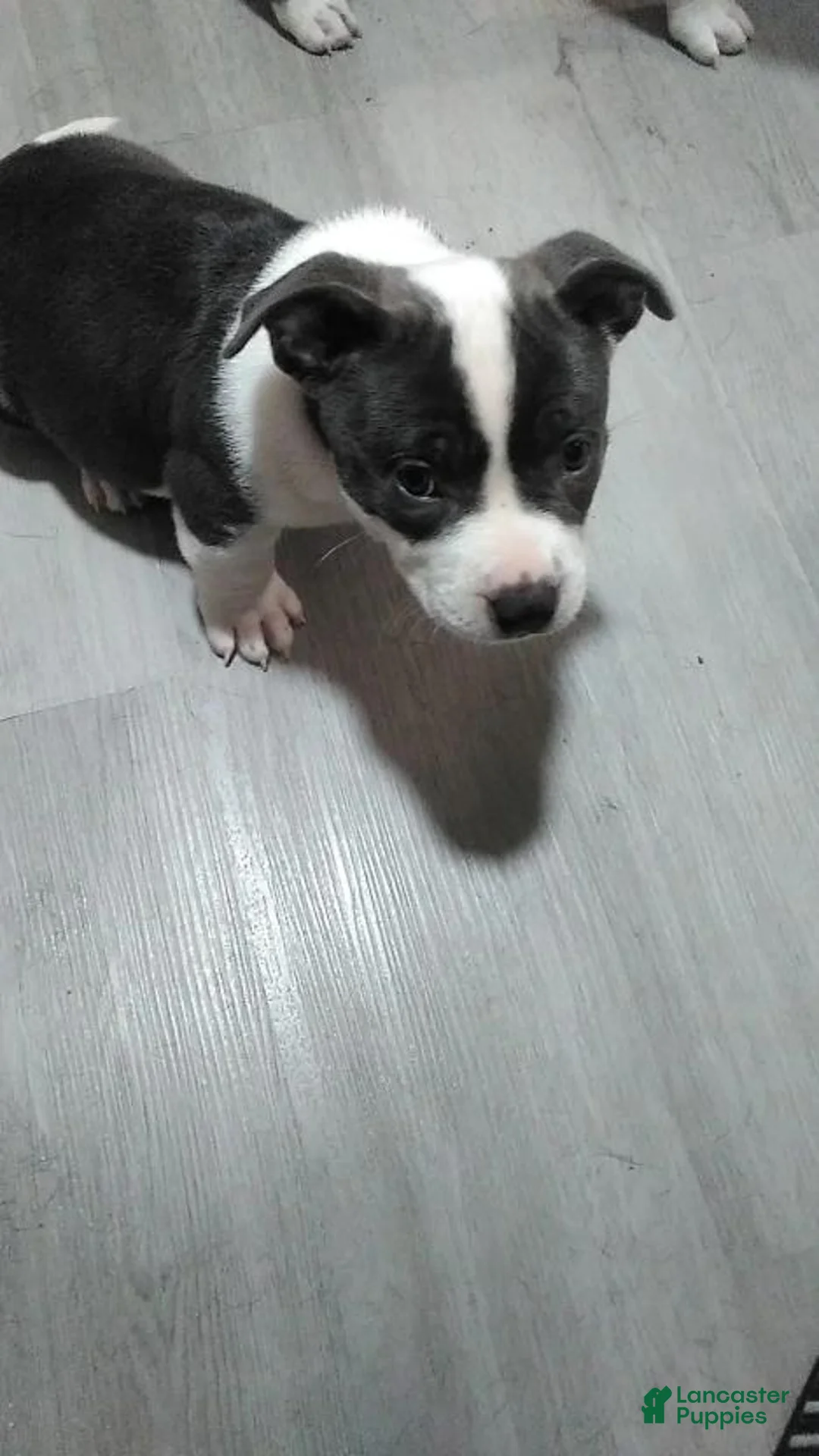 American Bully dogs for sale: American Bully 1 - Ad 2