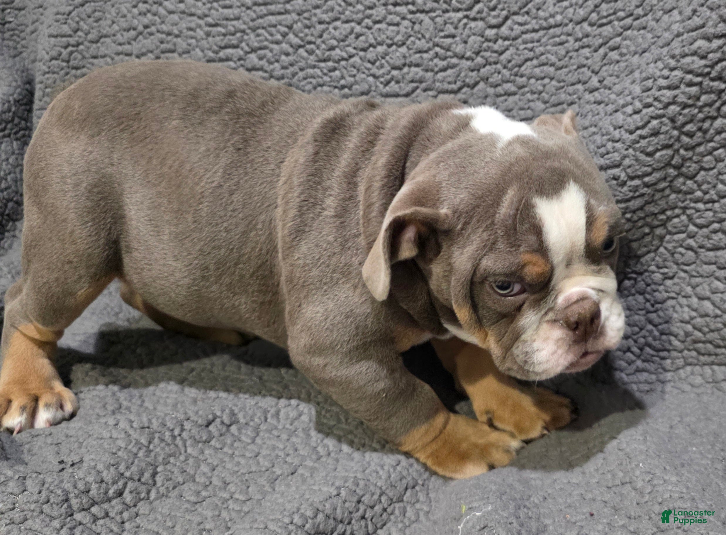 English Bulldog dogs Clarence - Ad 1