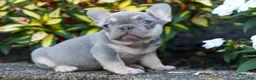 French Bulldog dogs for sale: Roxie🌸 - Ad 15