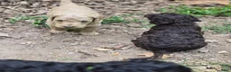 Standard Poodle dogs for sale: Honeysuckle - Ad 5