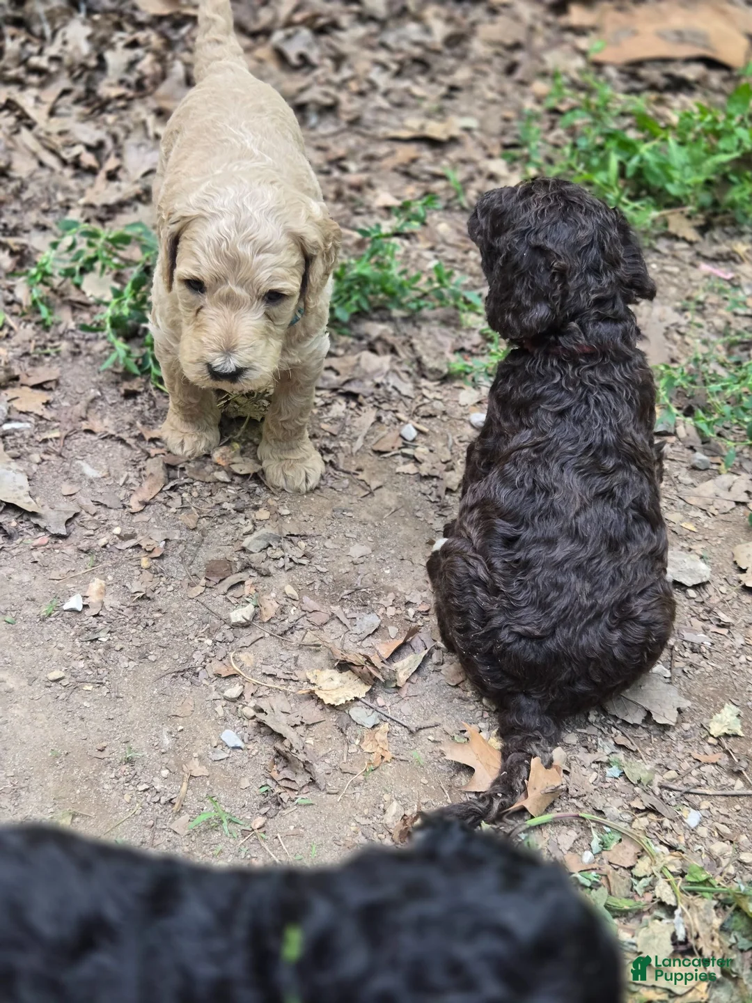 Standard Poodle dogs for sale: Briar - Ad 1