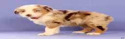 Miniature Australian Shepherd dogs for sale: Maple - Ad 4
