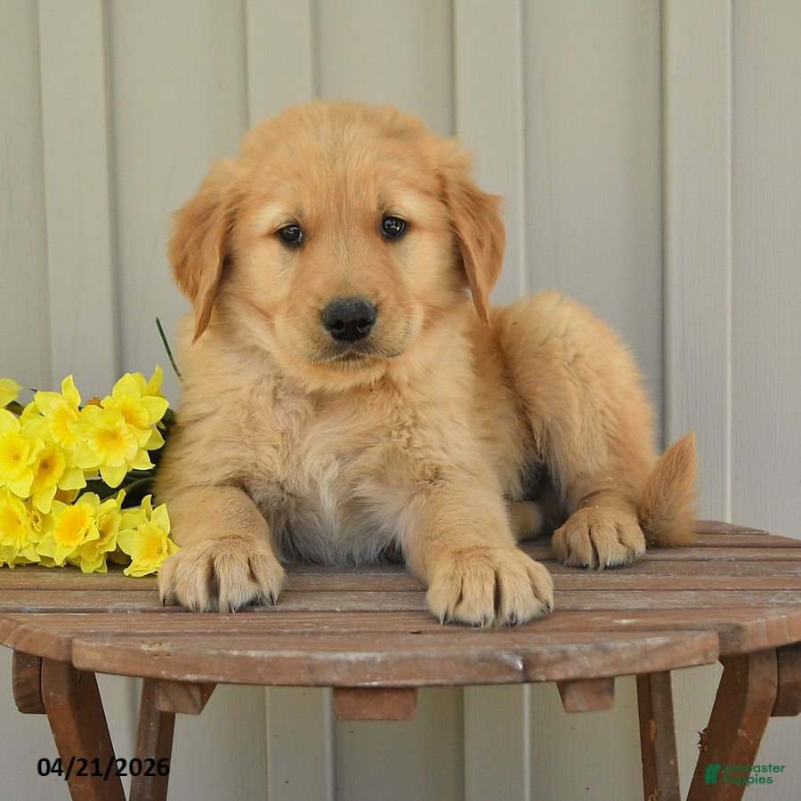 Golden Retriever dogs Murphy - Ad 2