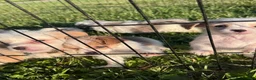 Mixed Breed dogs for sale: Mixed Breed 4 - Ad 5