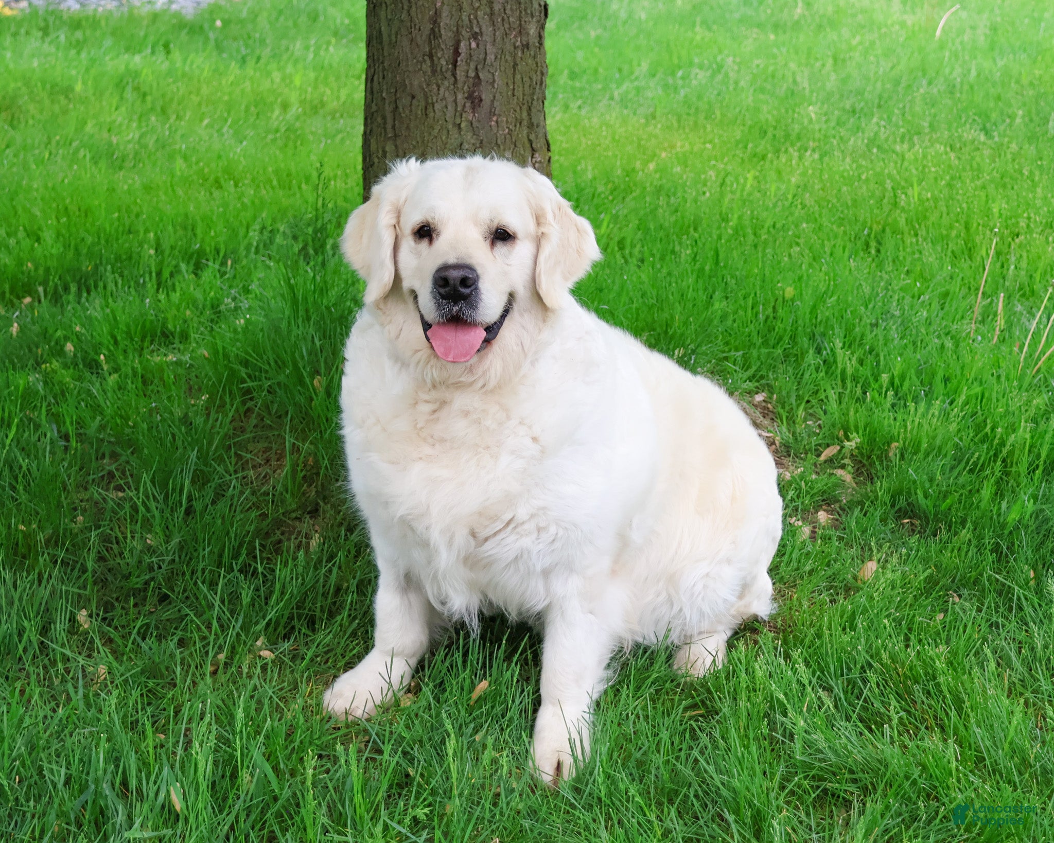Golden Retriever dogs Shadow - Ad 32