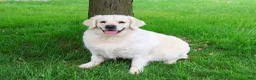 Golden Retriever dogs for sale: Shadow - Ad 1