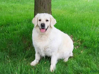 Golden Retriever dogs Shadow - Ad 32
