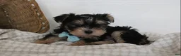 Morkie dogs for sale: Milo - Ad 5