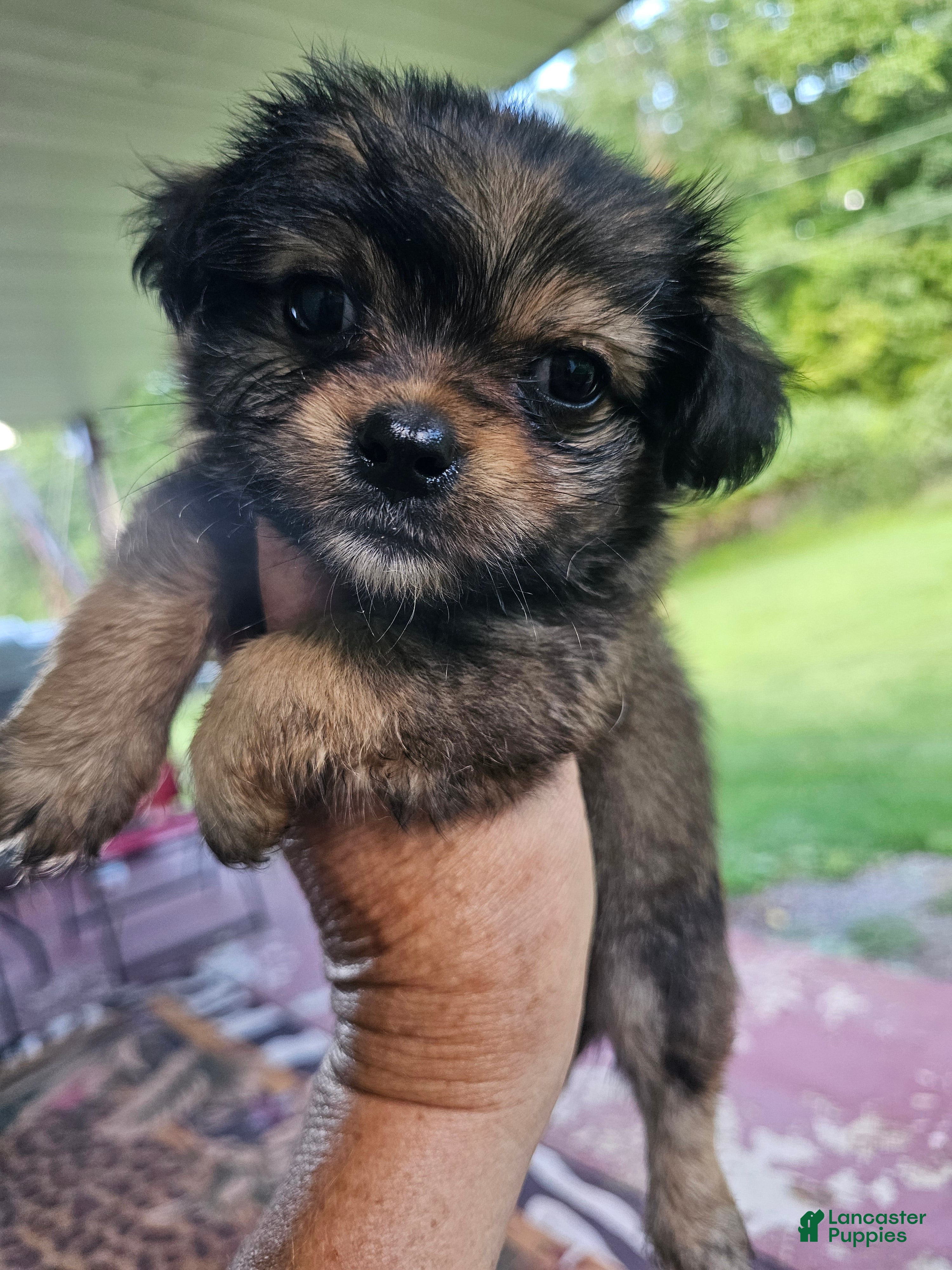 Yorkshire Terrier dogs Coty ..Yorkshire Terrier male - Ad 41