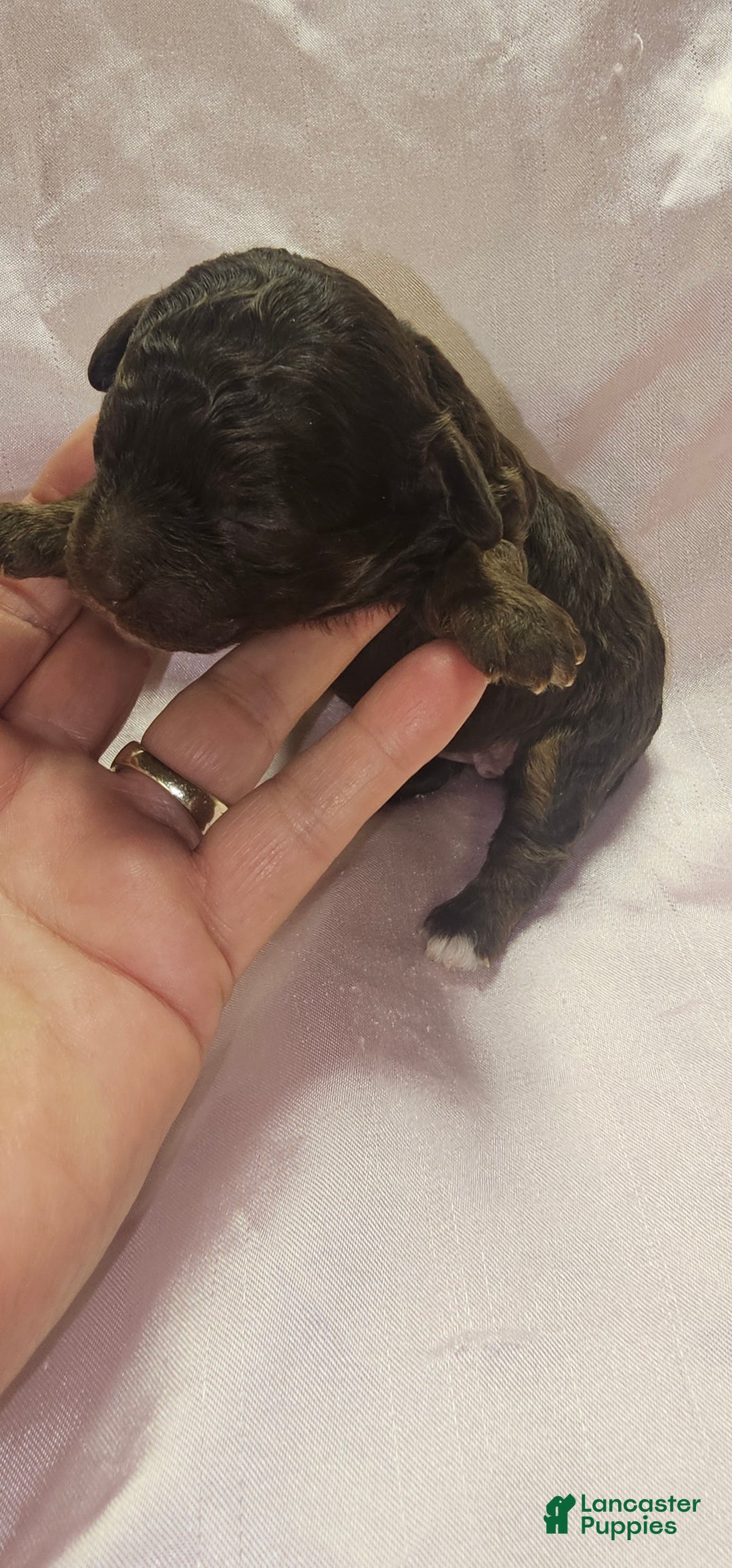 Toy Poodle dogs for sale: Toy Poodle Puppy 3 - Ad 3