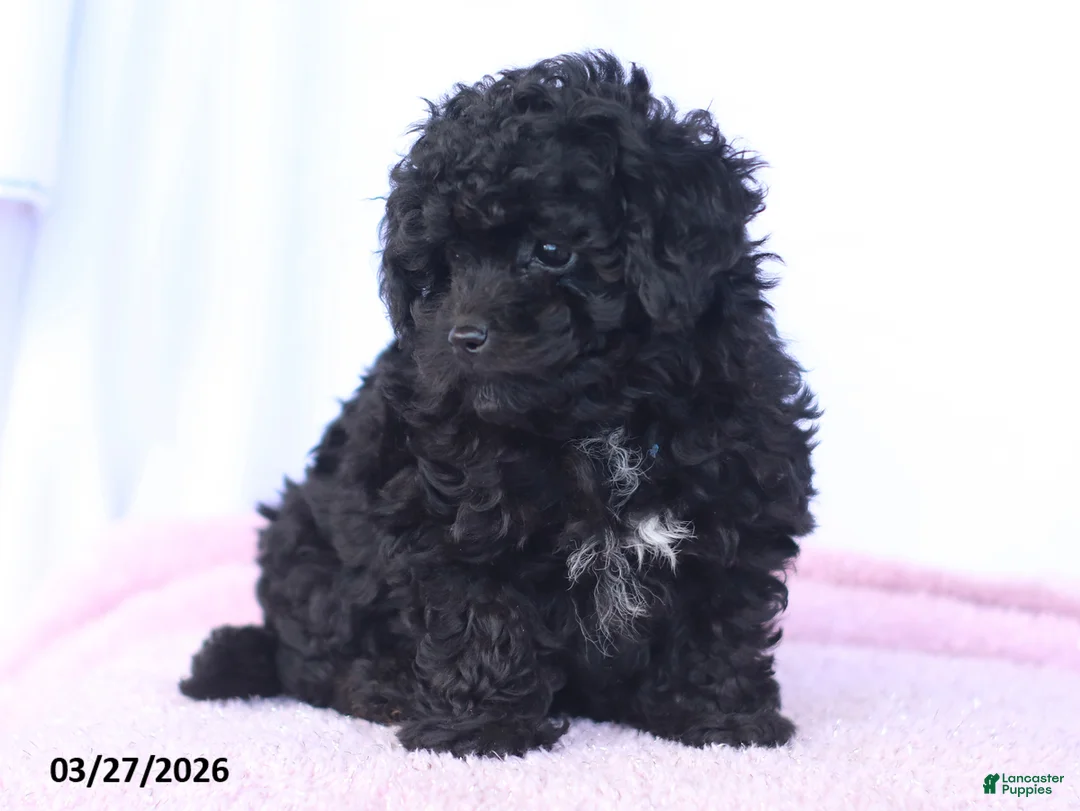 Toy Poodle dogs for sale: Kingston - Ad 5
