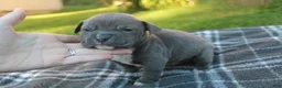 American Bully dogs for sale: Baloo - Ad 3