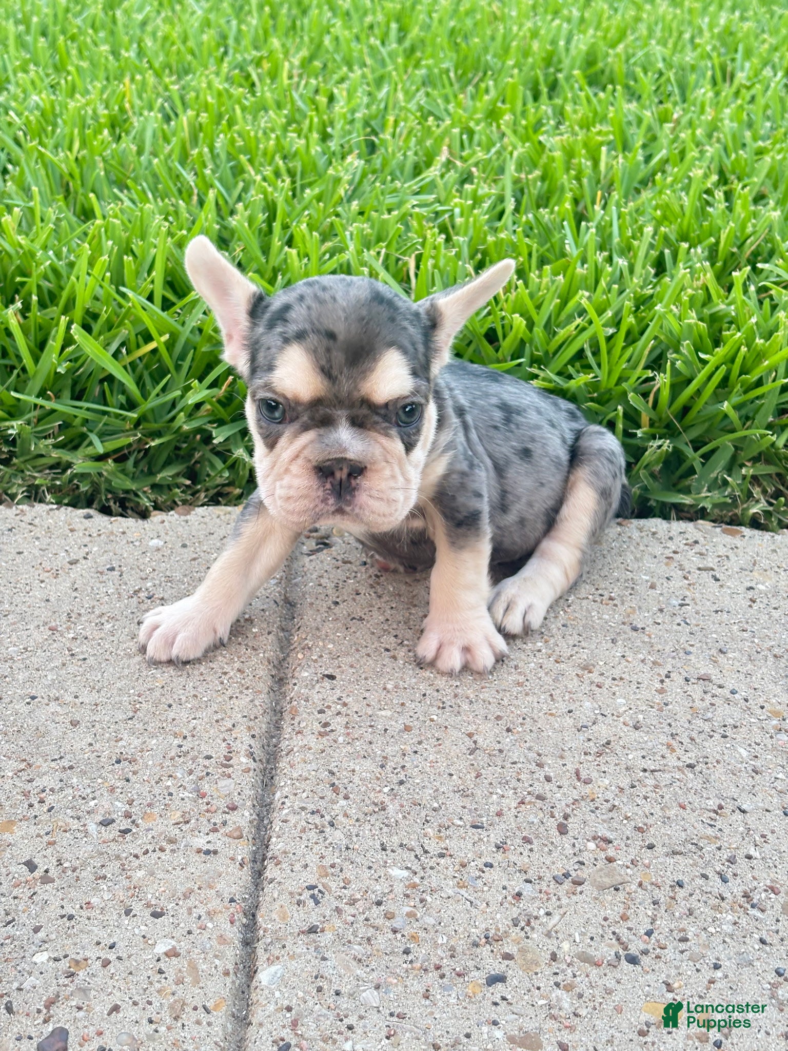 French Bulldog dogs French Bulldog 1 - Ad 1