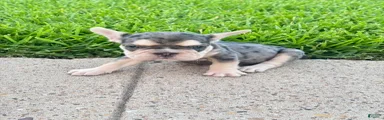 French Bulldog 1