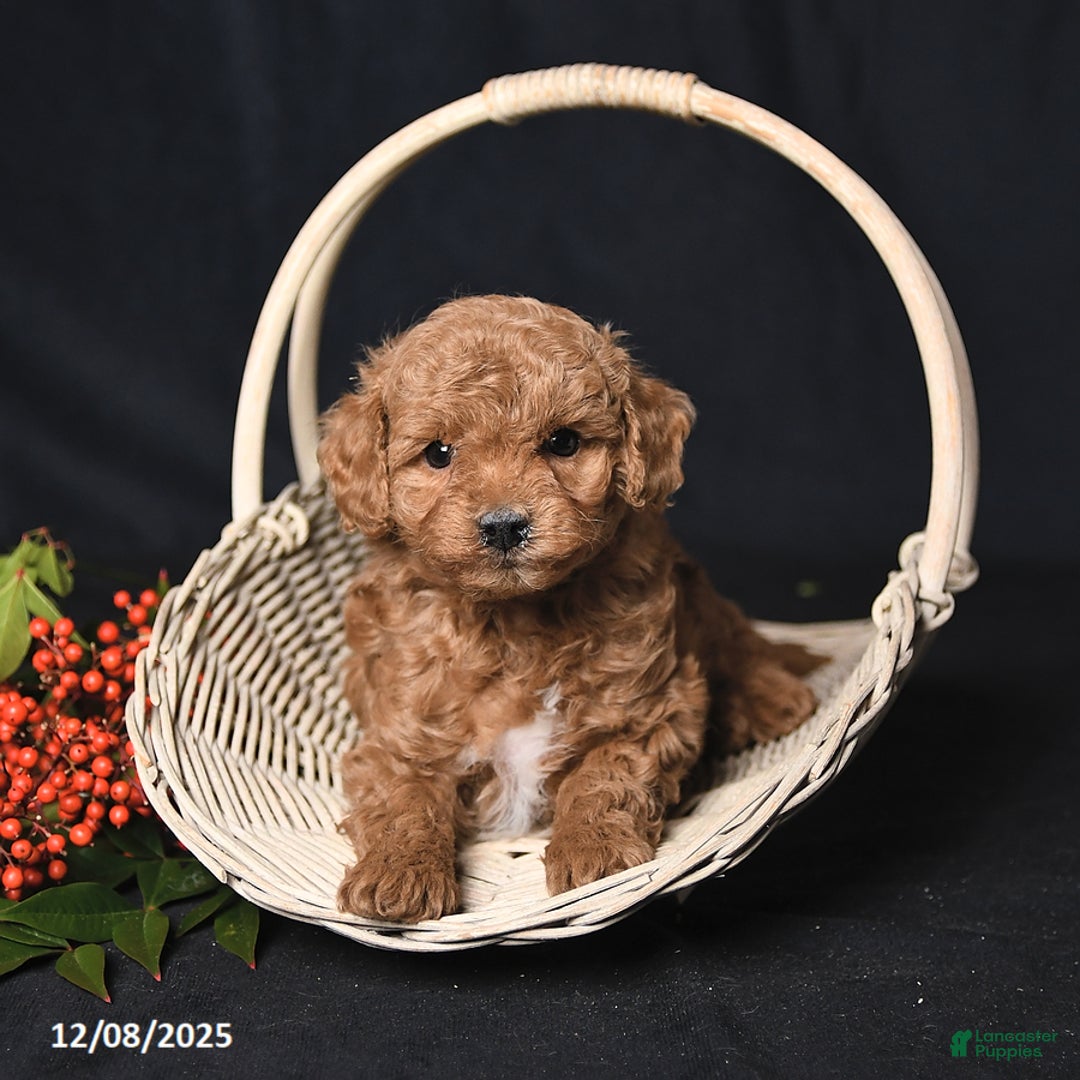Toy Poodle dogs for sale: Gio - Ad 3