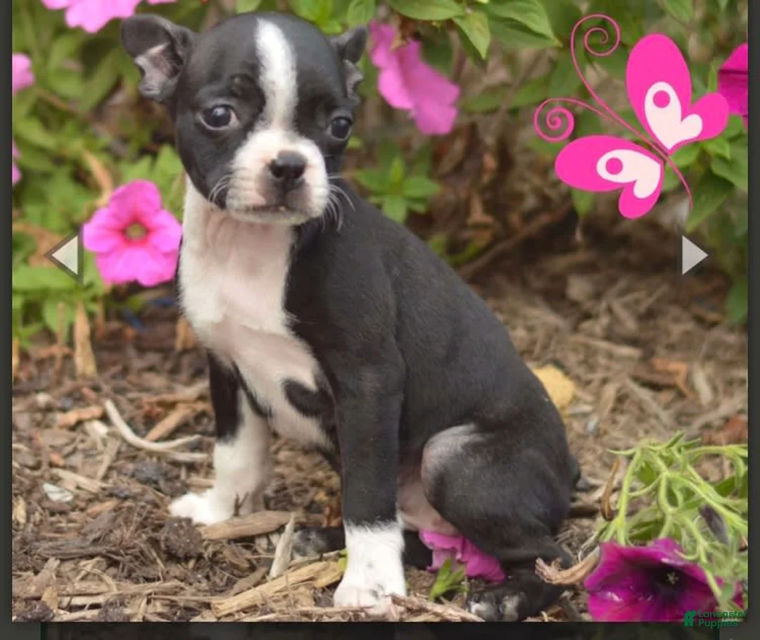 Gallery Image {{count}}