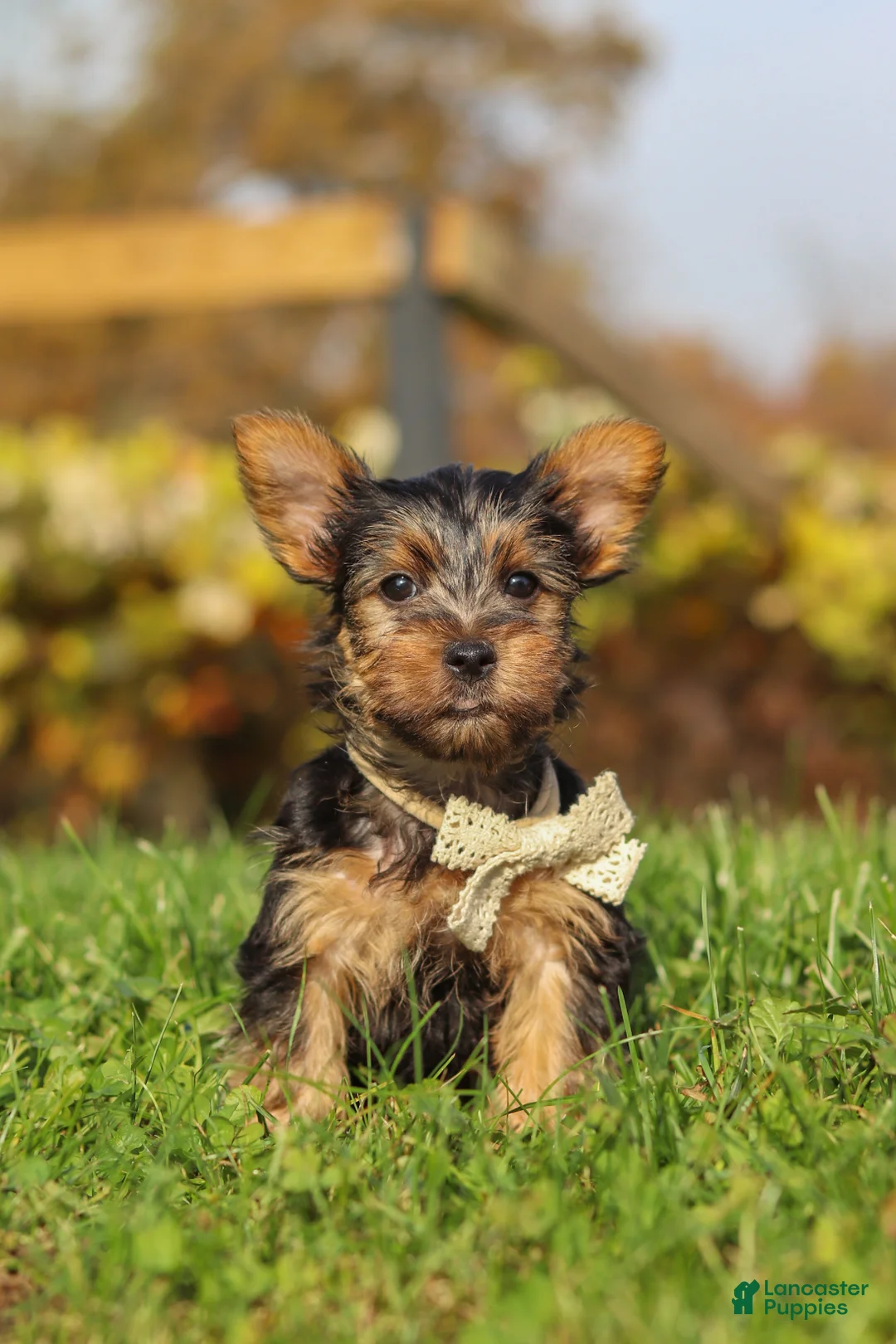 Yorkshire Terrier dogs for sale: Rowan - Ad 1