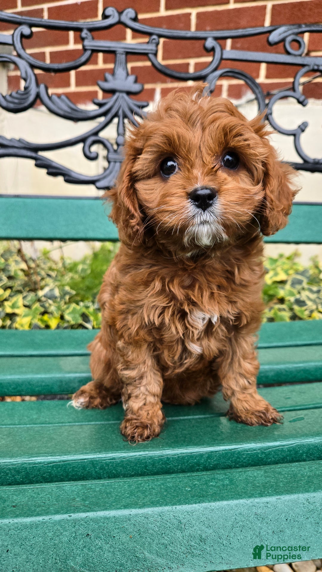 Cavapoo dogs for sale: Jill - Ad 8