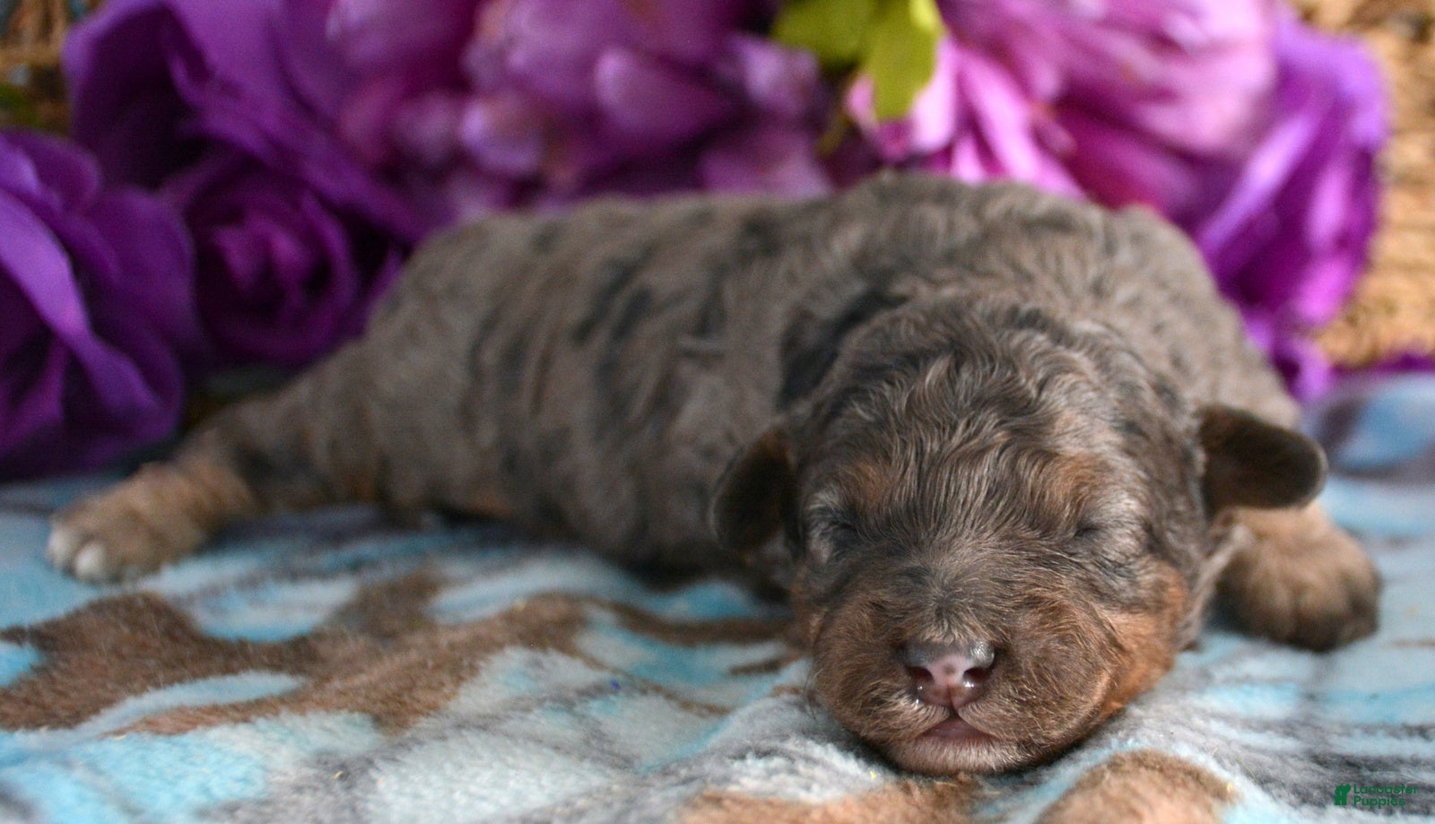 Mini Bernedoodle dogs Micro Bernedoodle Puppy 1 Bennett - Ad 14