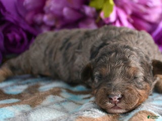 Mini Bernedoodle dogs Micro Bernedoodle Puppy 1 Bennett - Ad 21