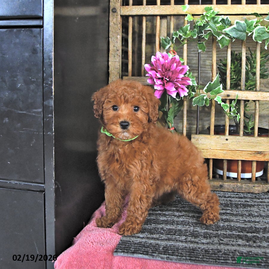 Mini Goldendoodle dogs Pixie - Ad 2