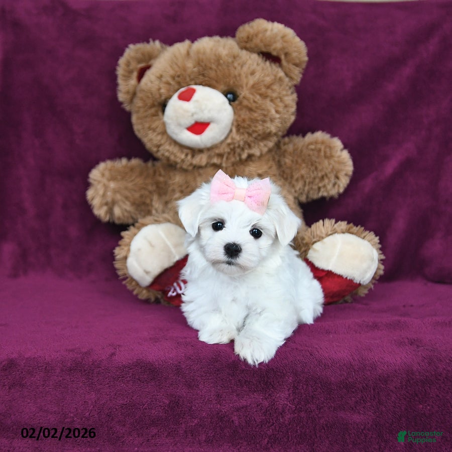 Maltese dogs Sweetie - Ad 2