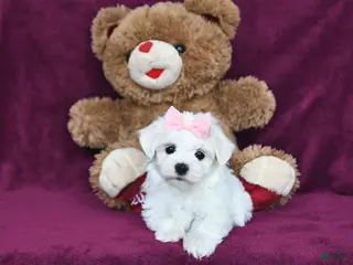 Maltese dogs Sweetie - Ad 2