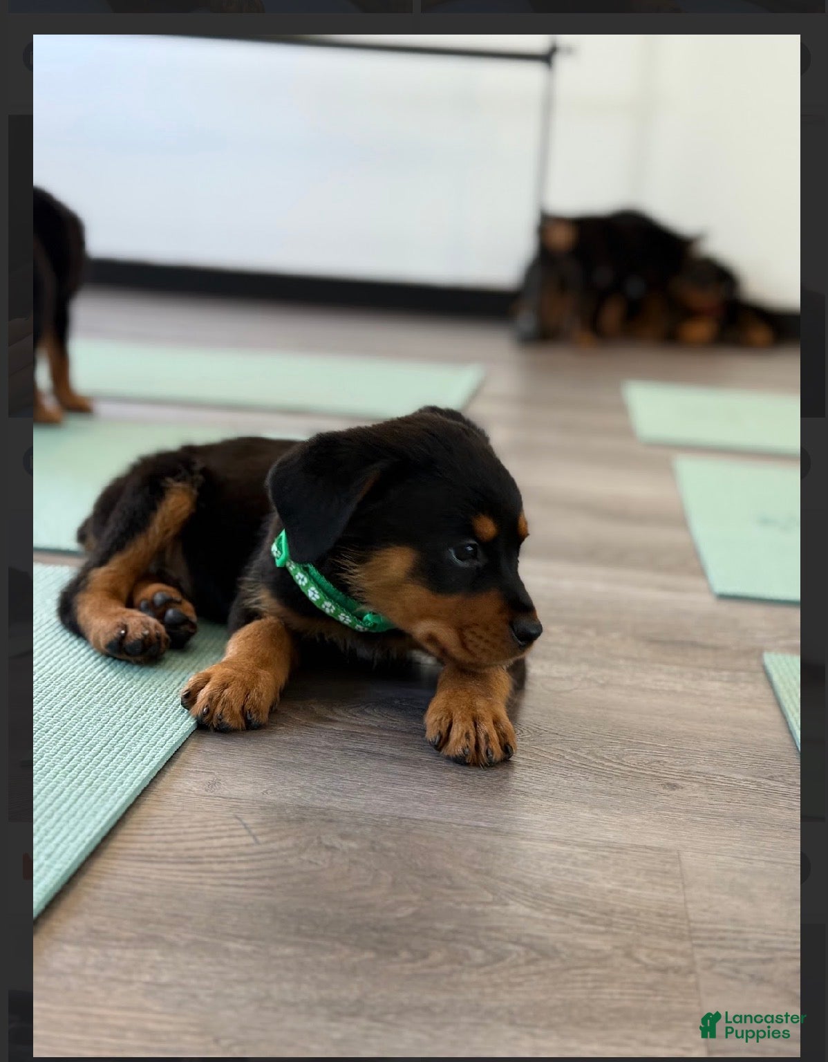 Rottweiler dogs Rottweiler green  - Ad 10